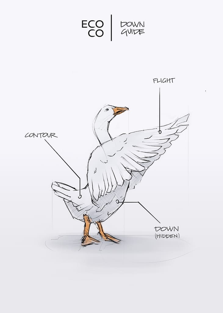 types of down feathers